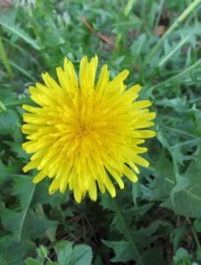 courtesy http://www.bountifulgardens.org/products.asp?dept=253