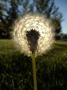 courtesy http://melissabrotherton.com/2012/05/03/light-dandelions-sin/