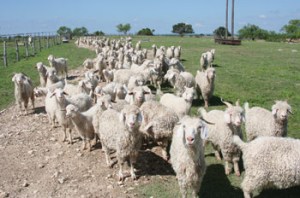 courtesy https://www.findfarmcredit.com/farm-credit-bank-landscapes_2?cat_id=5&doc_id=111