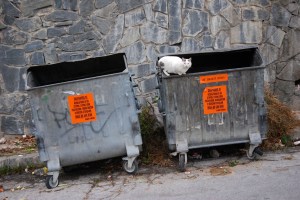 courtesy http://unintentionalexplorer.wordpress.com/2012/11/20/cats-of-smolyan-a-feline-photo-essay/