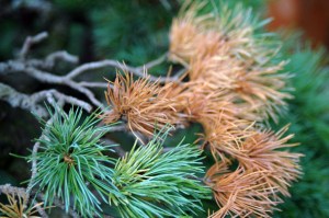 courtesy http://www.bonsaibasho.com/micromarket/#/library/library/a243